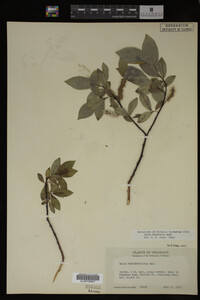 Image Associated With the Occurrence