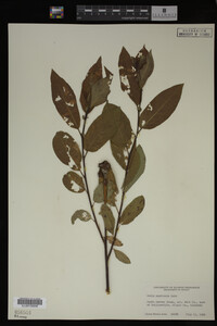 Image Associated With the Occurrence