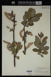 Salix monticola image