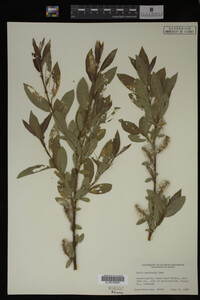 Salix monticola image