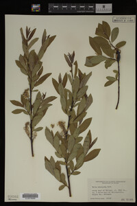 Salix monticola image