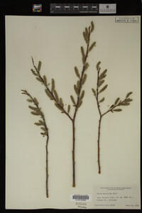 Image Associated With the Occurrence