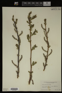 Image Associated With the Occurrence