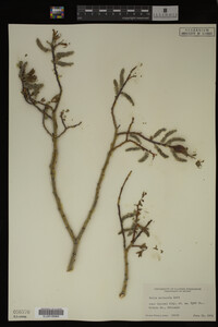 Salix monticola image