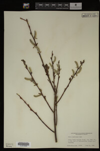 Salix monticola image