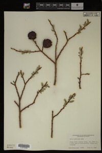 Image Associated With the Occurrence