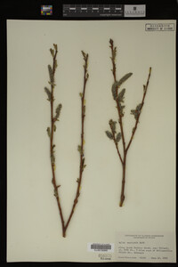 Image Associated With the Occurrence