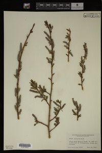 Salix monticola image