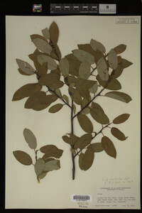 Salix monticola image