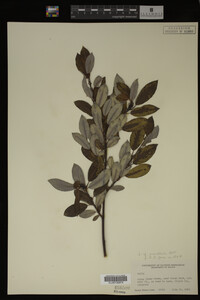 Image Associated With the Occurrence