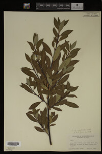 Salix monticola image