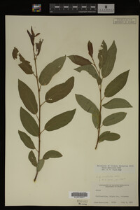 Image Associated With the Occurrence