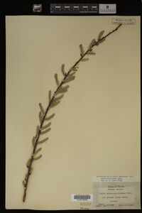 Salix myricoides image