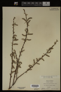 Salix myricoides image