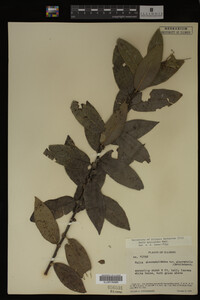 Salix myricoides image