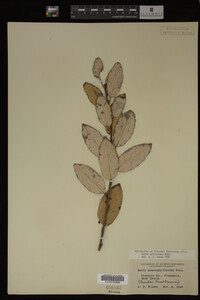 Salix myricoides image