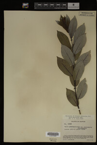 Salix myricoides image