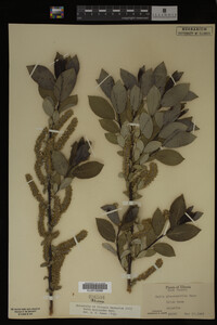 Salix myricoides image