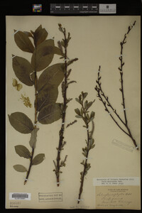 Salix myricoides image