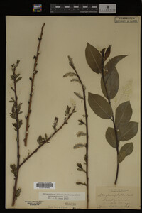 Salix myricoides image