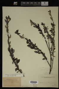 Salix myricoides image