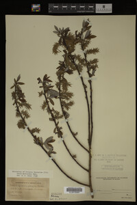 Salix myricoides image