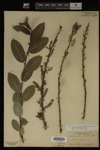 Salix myricoides image