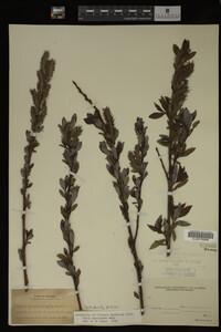 Salix myricoides image