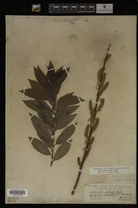Salix myricoides image