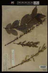 Salix myricoides image