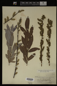 Salix myricoides image