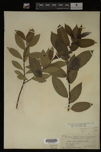 Salix myricoides image