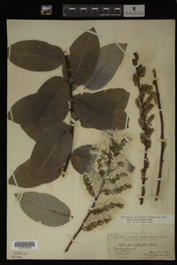 Salix myricoides image