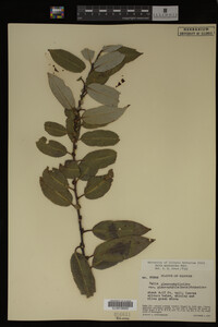 Salix myricoides image