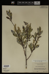 Salix myricoides image