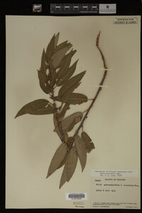 Salix myricoides image