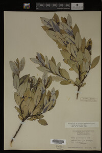 Salix myricoides image