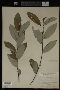Salix myricoides image