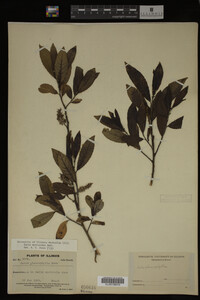 Salix myricoides image