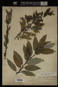 Salix myricoides image
