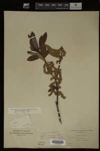 Salix myricoides image