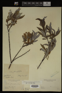Salix myricoides image