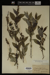 Salix myricoides image