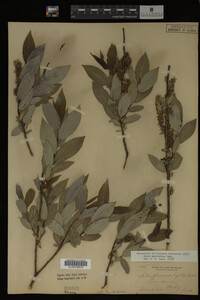 Salix myricoides image