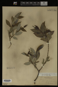Salix myricoides image