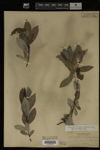 Salix myricoides image