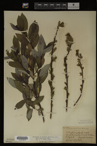 Salix myricoides image