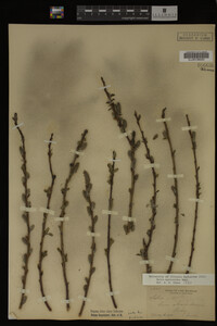Salix myricoides image