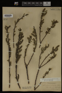 Salix myricoides image