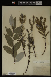 Salix myricoides image